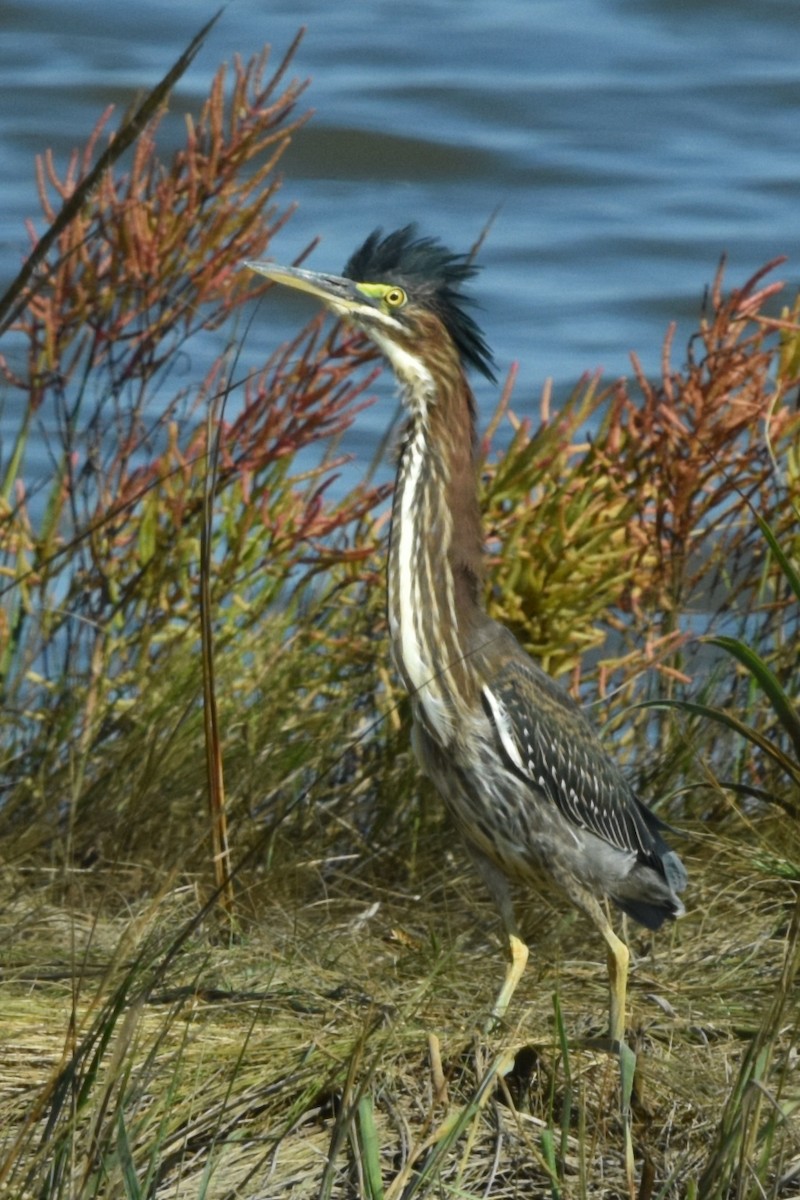 Green Heron - ML624576551