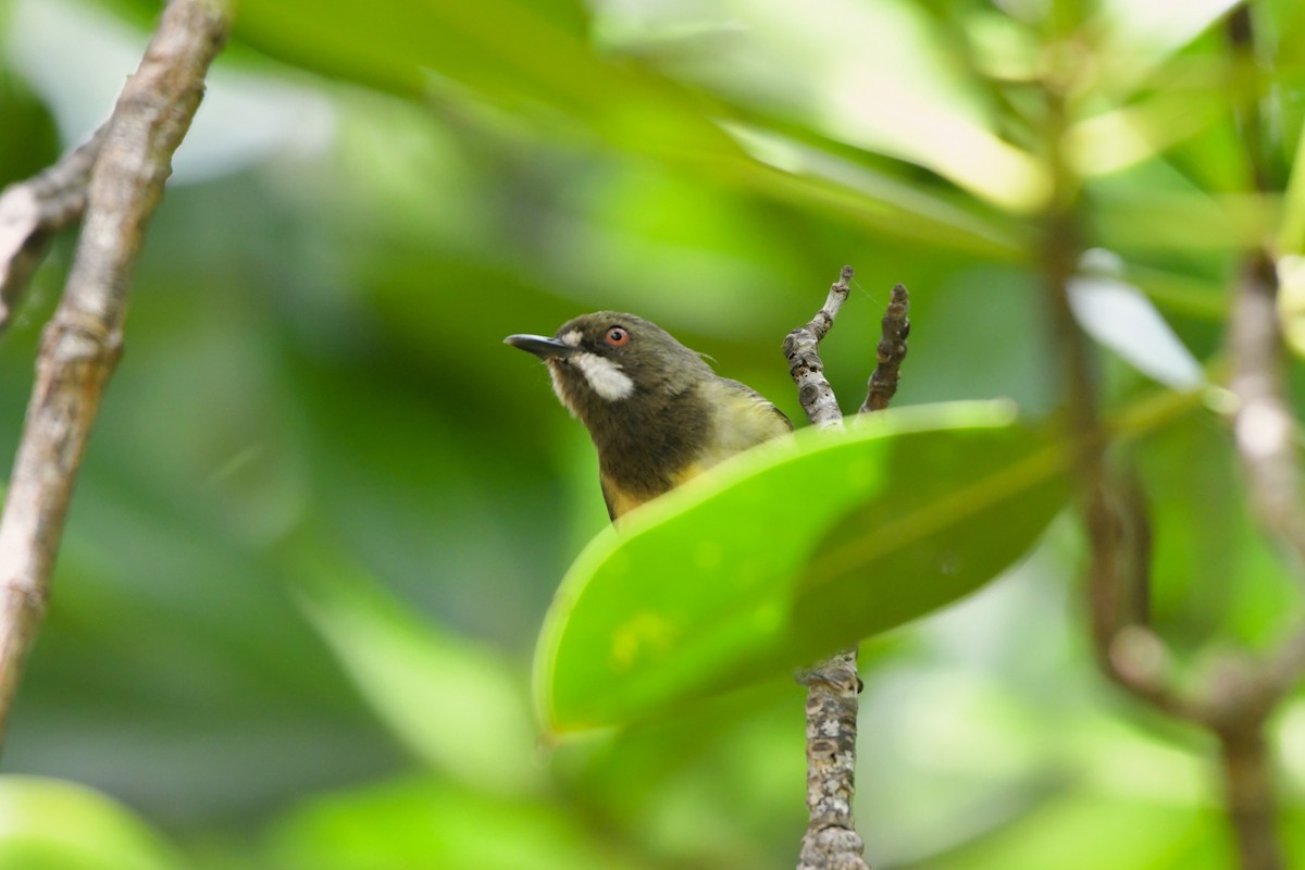 Fairy Gerygone - ML624576563