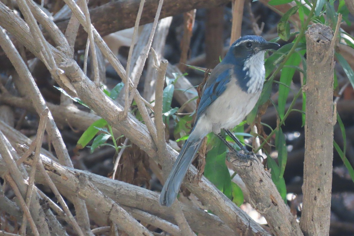 California Scrub-Jay - ML624576565