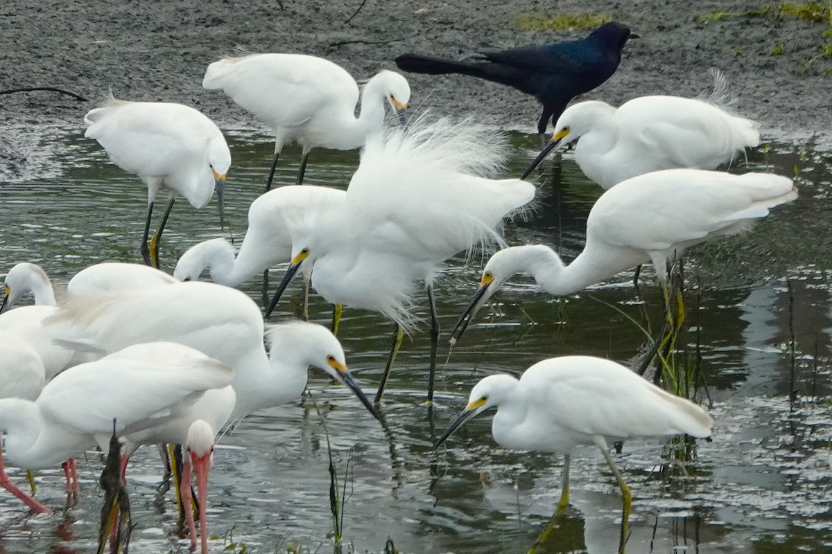 Snowy Egret - ML624576568