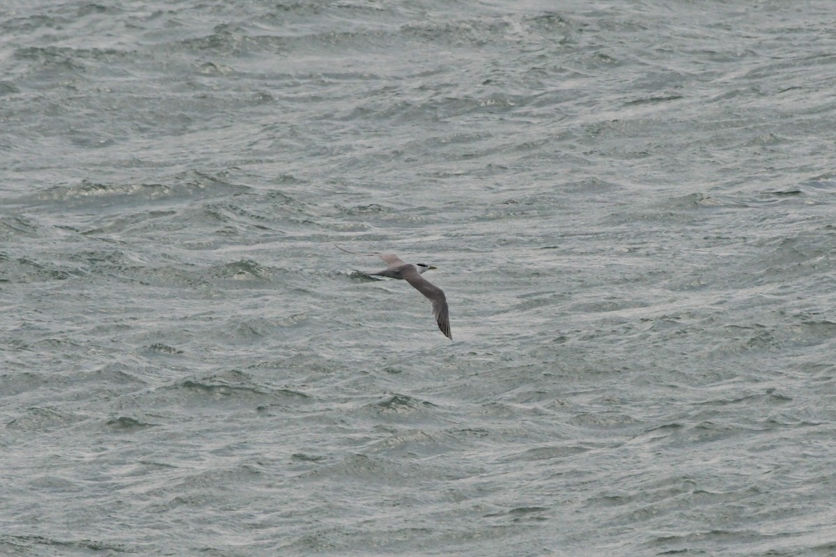 Great Crested Tern - ML624576569