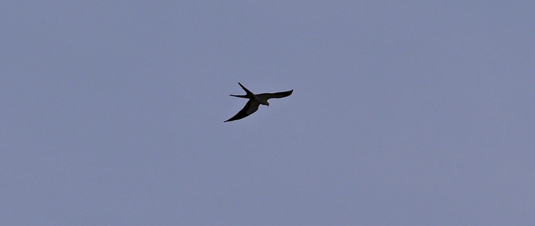 Swallow-tailed Kite - ML624576570