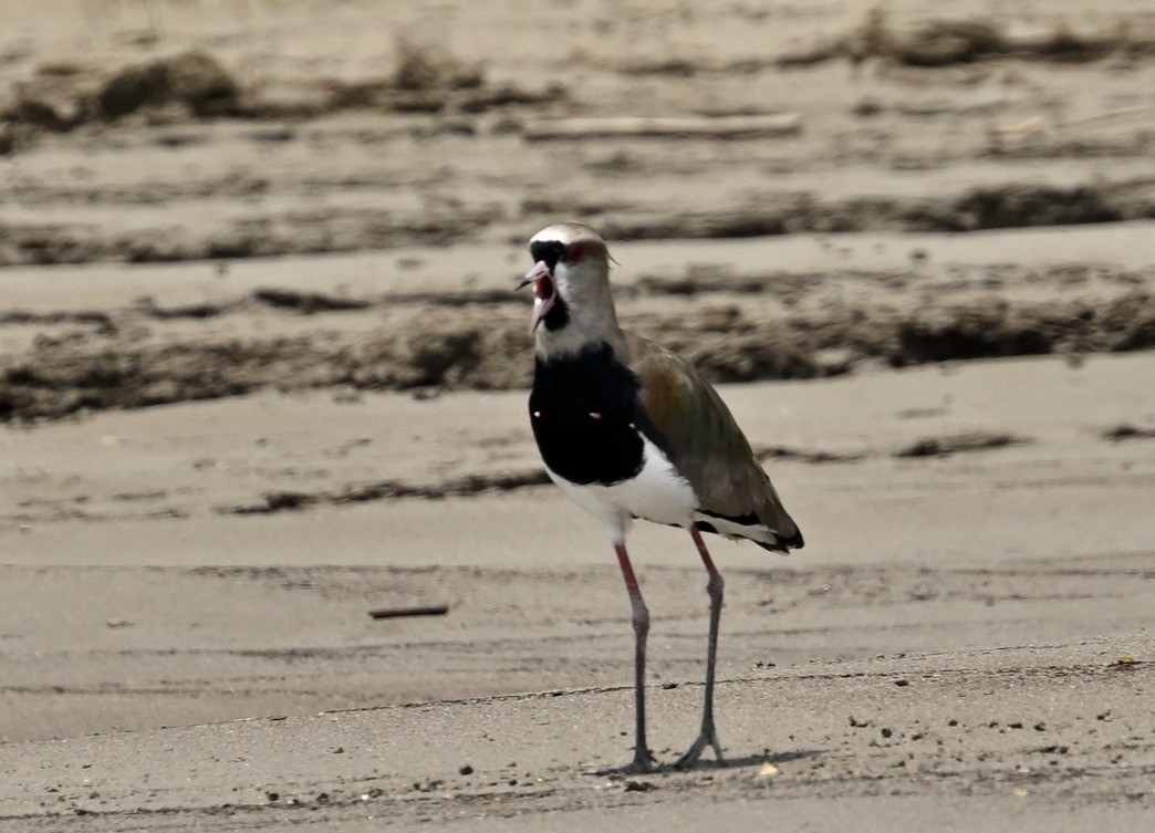 Southern Lapwing - ML624576574