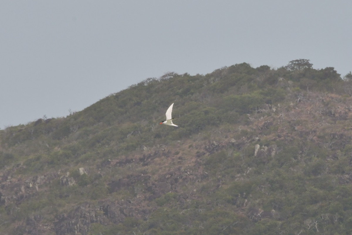 Caspian Tern - Sam Adams