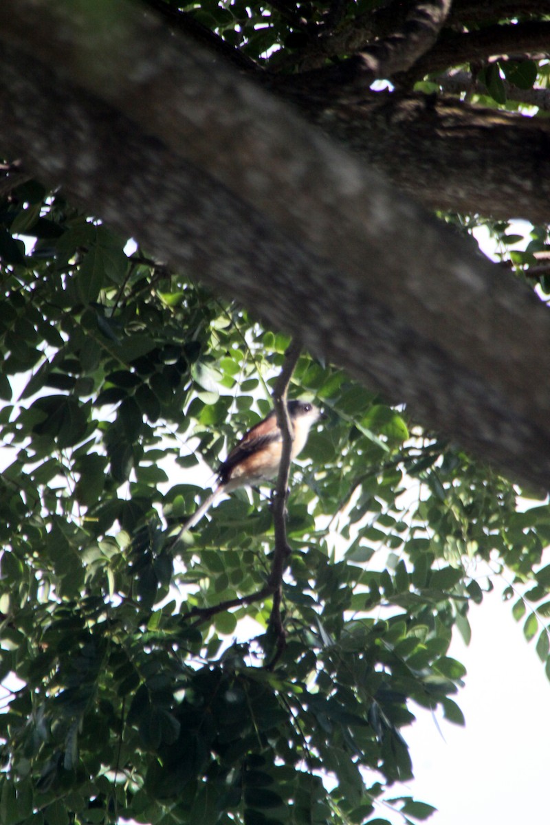 Burmese Shrike - ML624576577