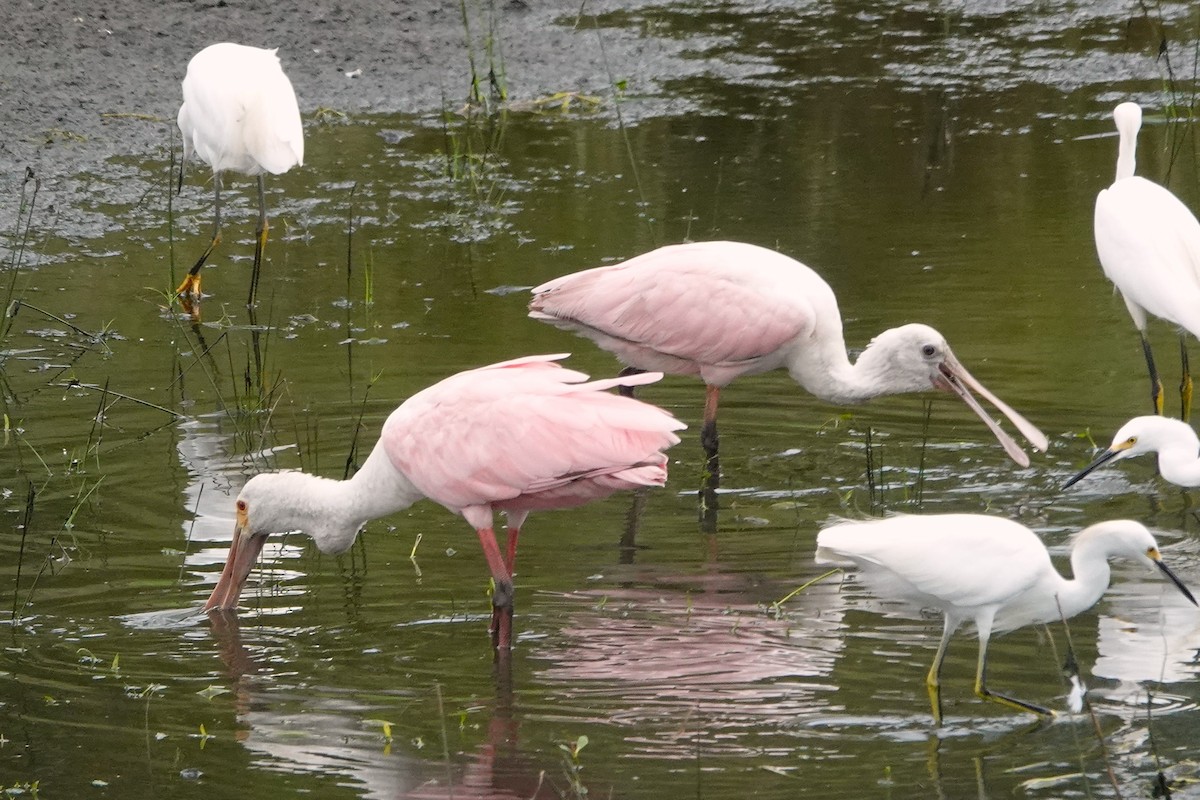 Roseate Spoonbill - Deborah Roberts