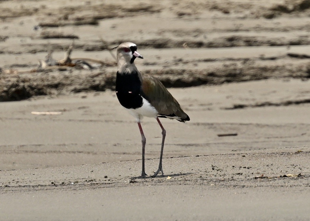 Southern Lapwing - ML624576581