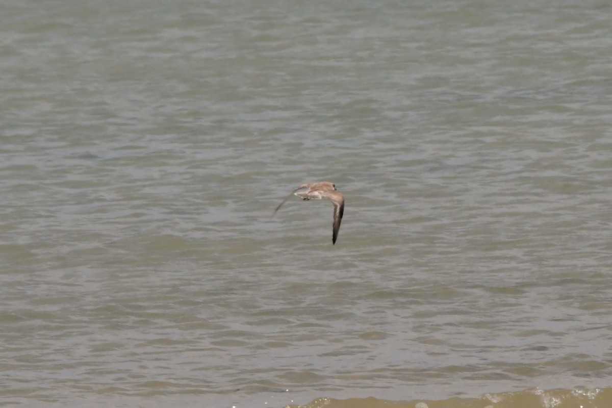 Greater Sand-Plover - ML624576582