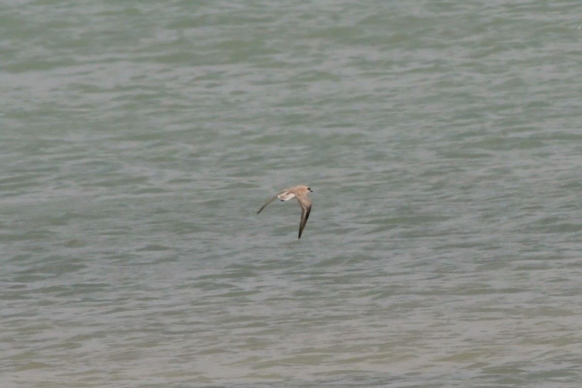 Greater Sand-Plover - ML624576583