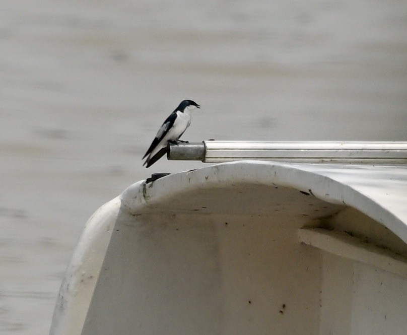 White-winged Swallow - ML624576590