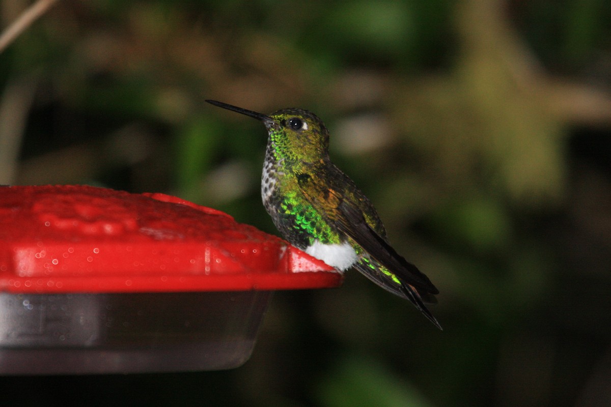 Emerald-bellied Puffleg - ML624576592