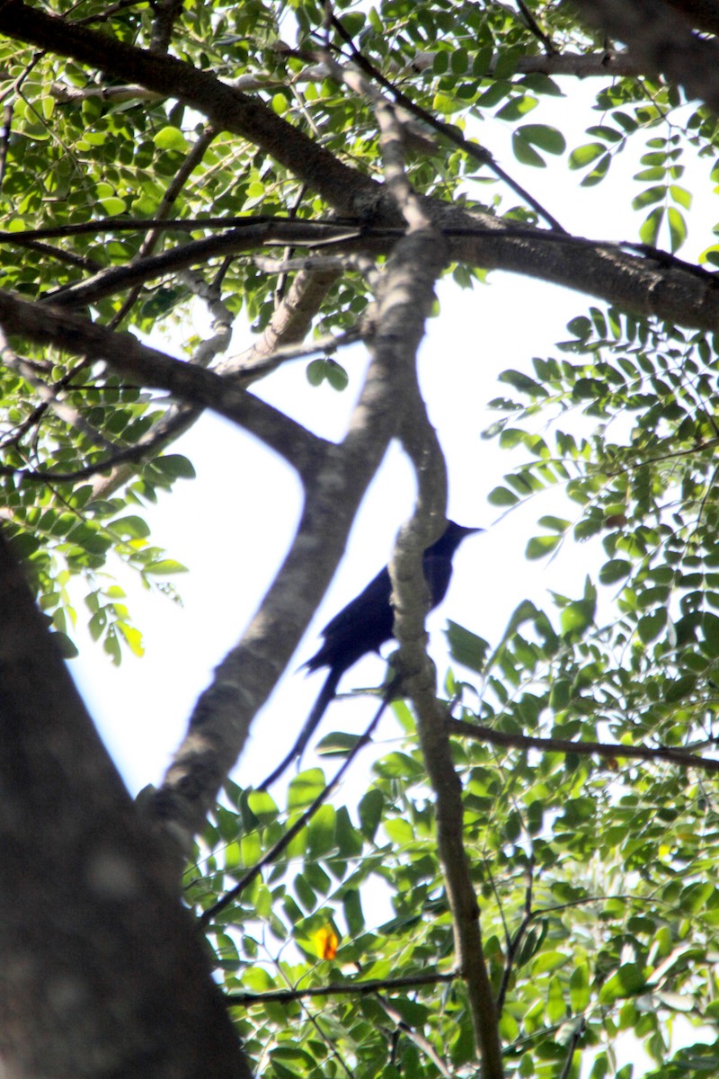 Black Drongo - mongkol keawtap