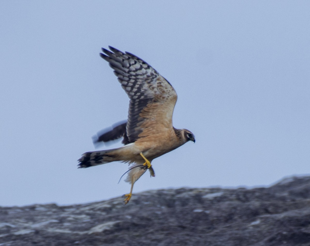 Albanella pallida - ML624576601