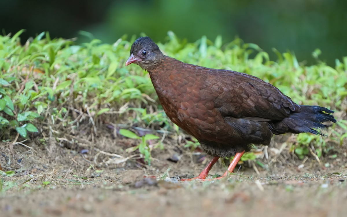 Sri Lanka Spurfowl - ML624576645
