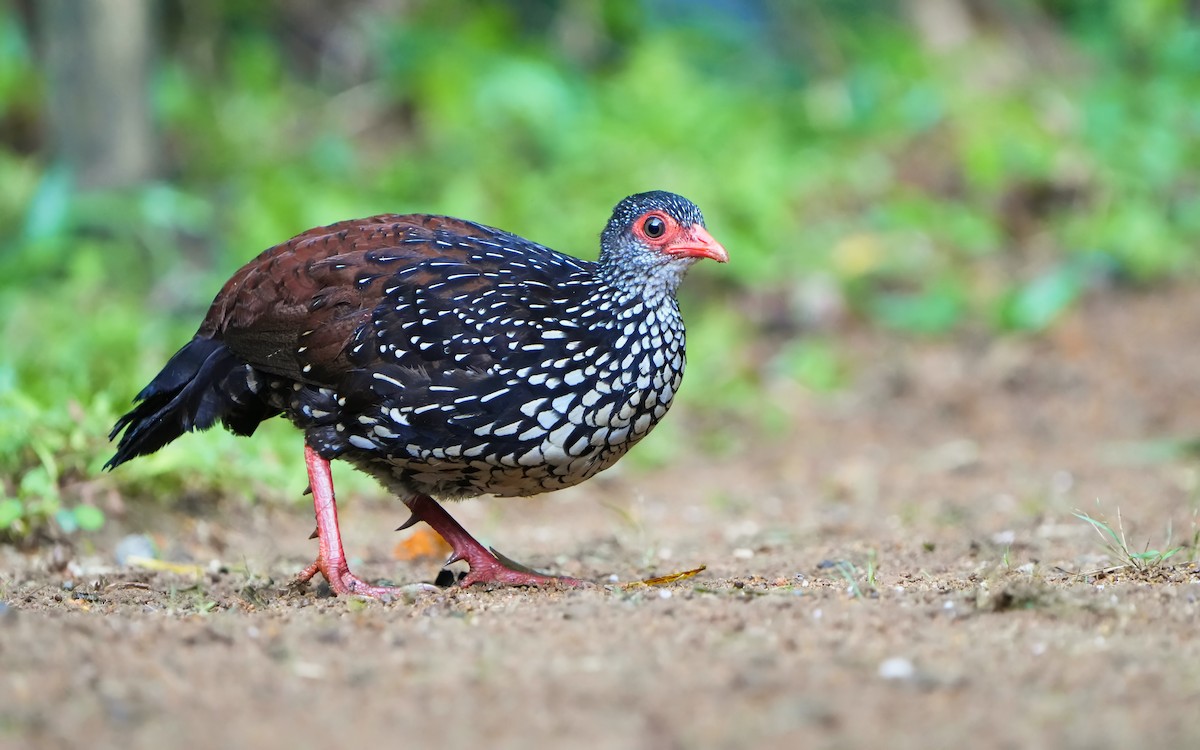 Sri Lanka Spurfowl - ML624576646