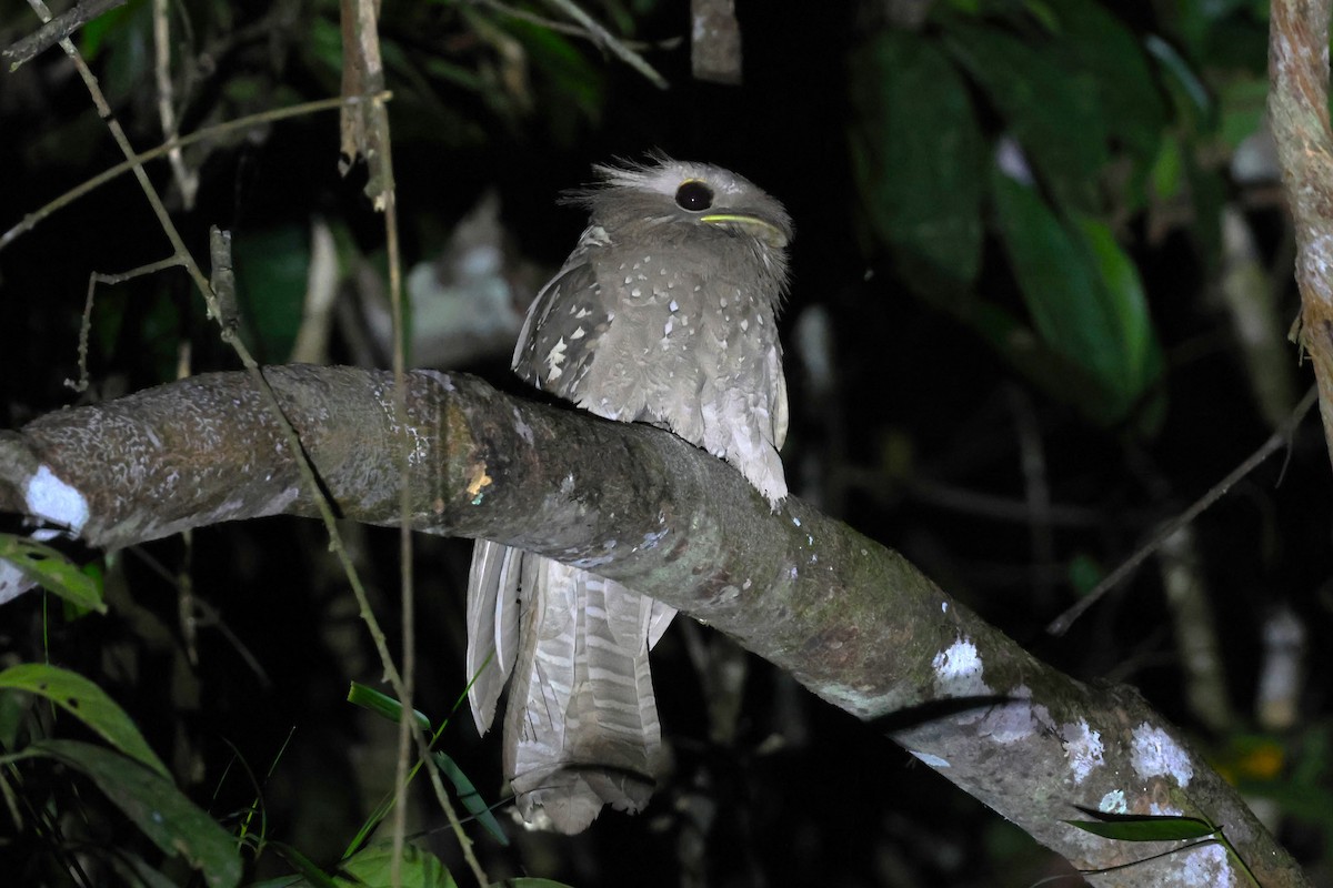 Large Frogmouth - ML624576647