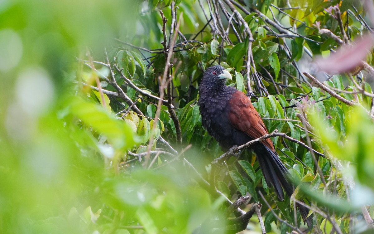 Green-billed Coucal - ML624576649