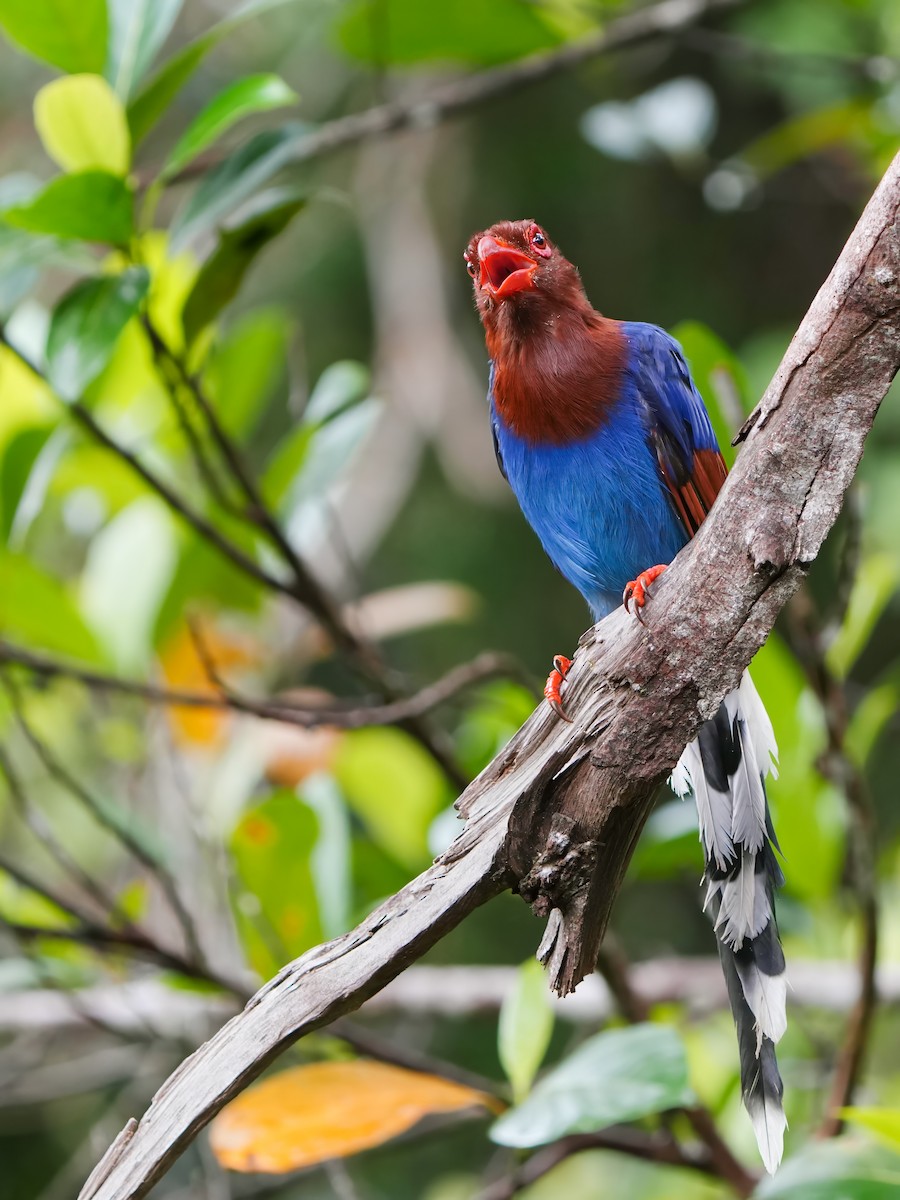 Sri Lanka Blue-Magpie - ML624576655