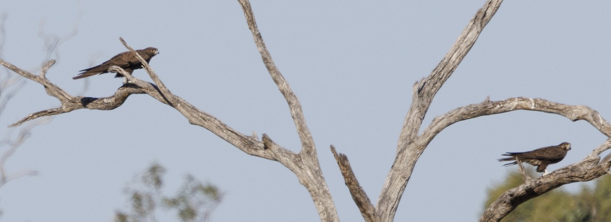 Black Falcon - ML624576664