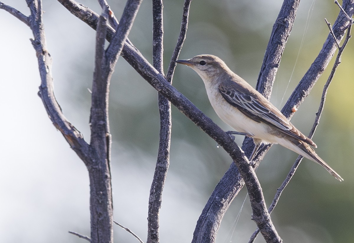 White-winged Triller - ML624576667