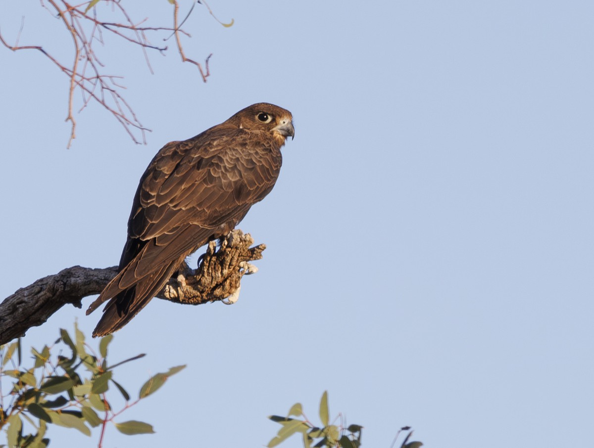 Black Falcon - ML624576686