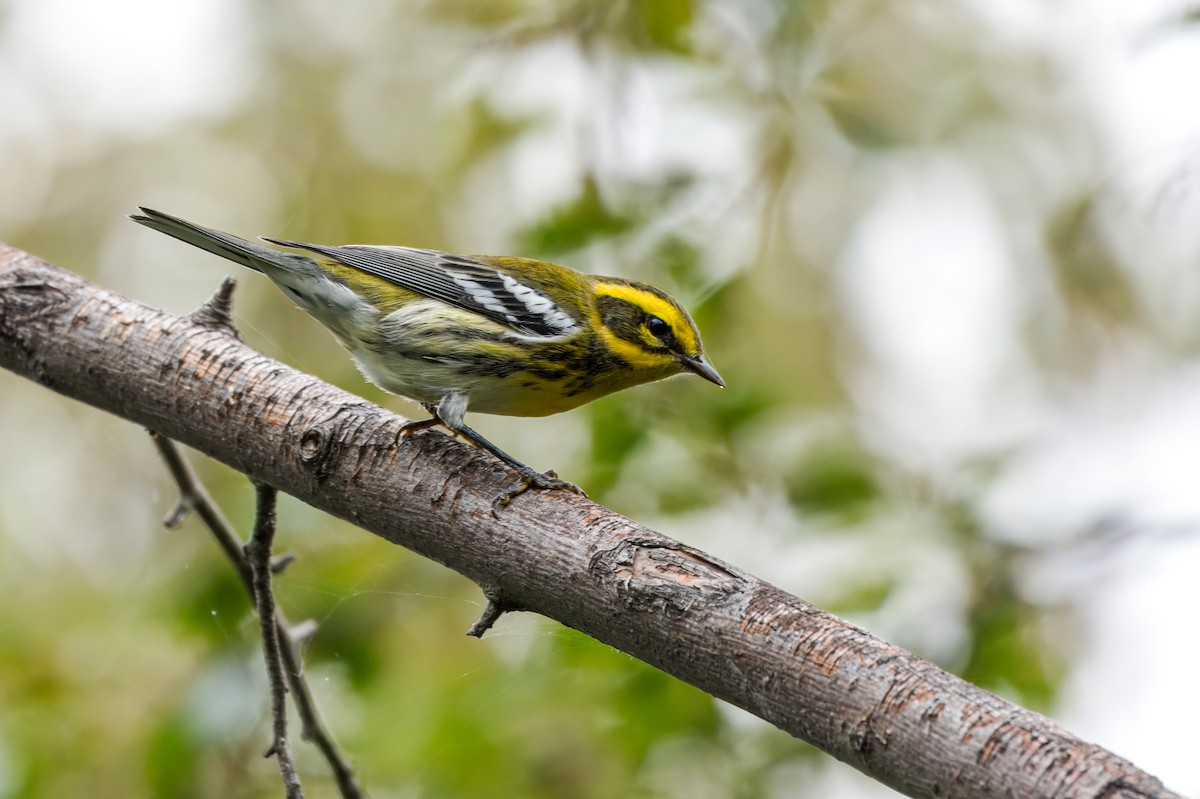 Townsend's Warbler - ML624576693