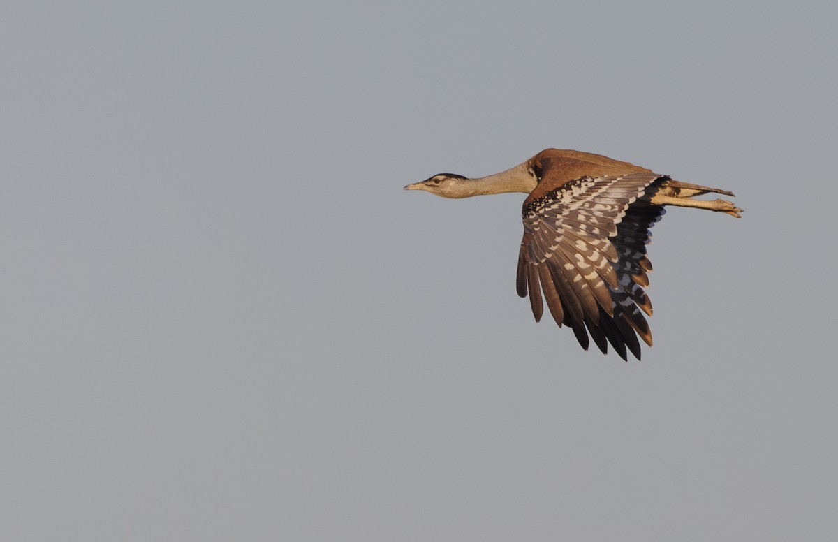 Australian Bustard - ML624576718