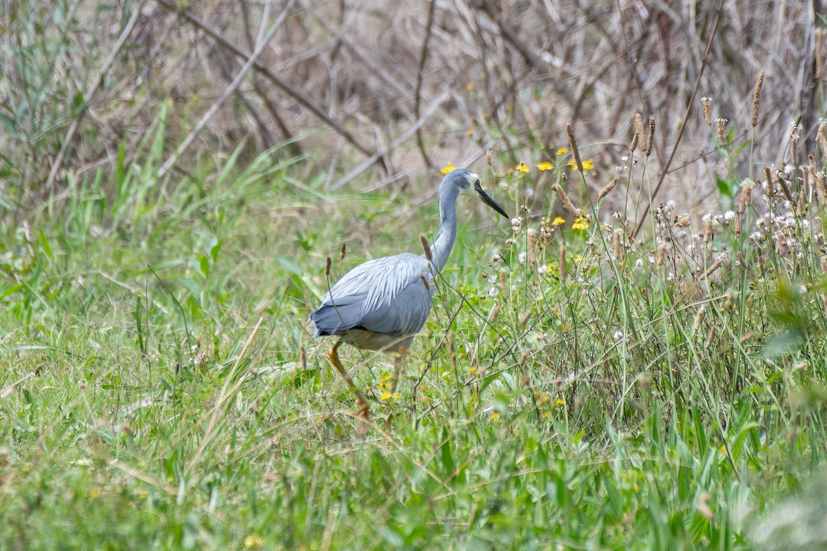 White-faced Heron - ML624576719