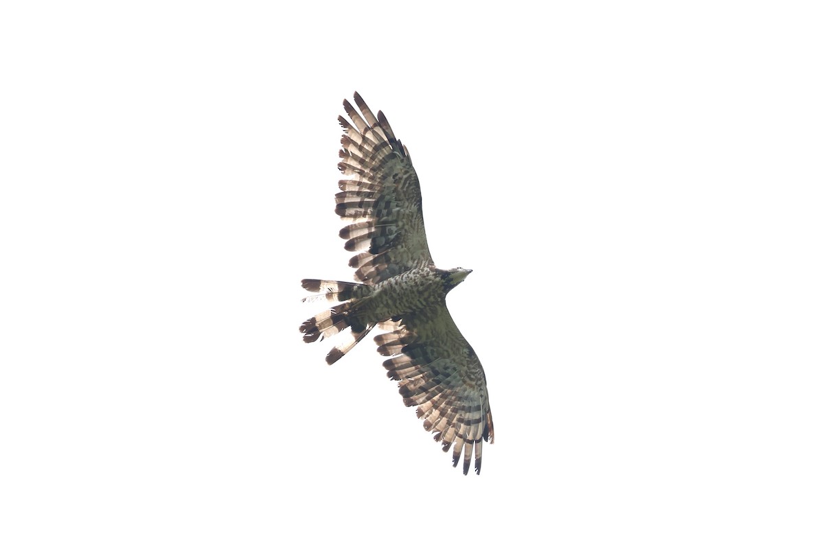 Oriental Honey-buzzard - ML624576720