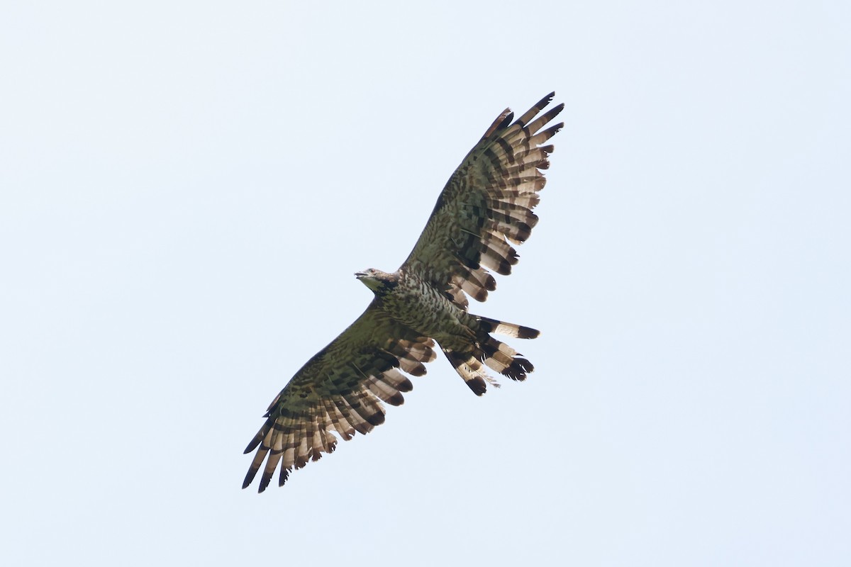 Oriental Honey-buzzard - ML624576721