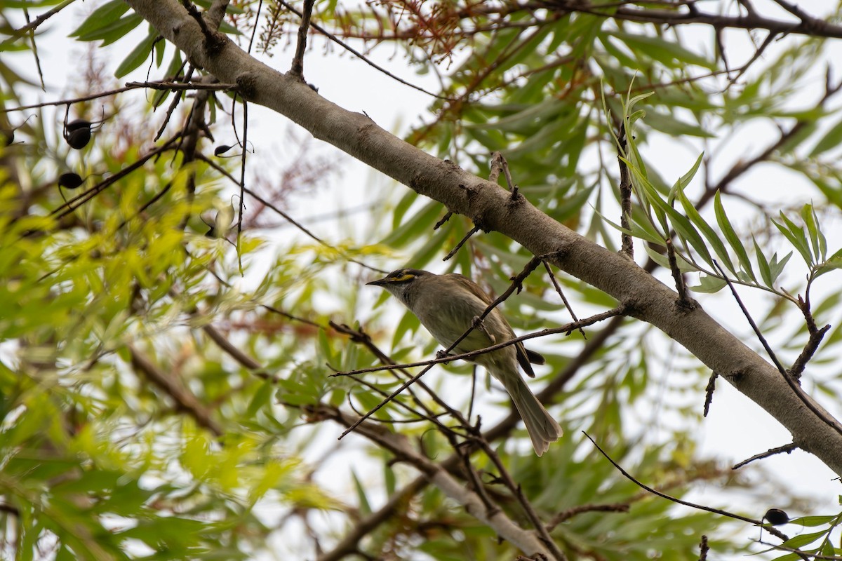 Yellow-faced Honeyeater - ML624576724