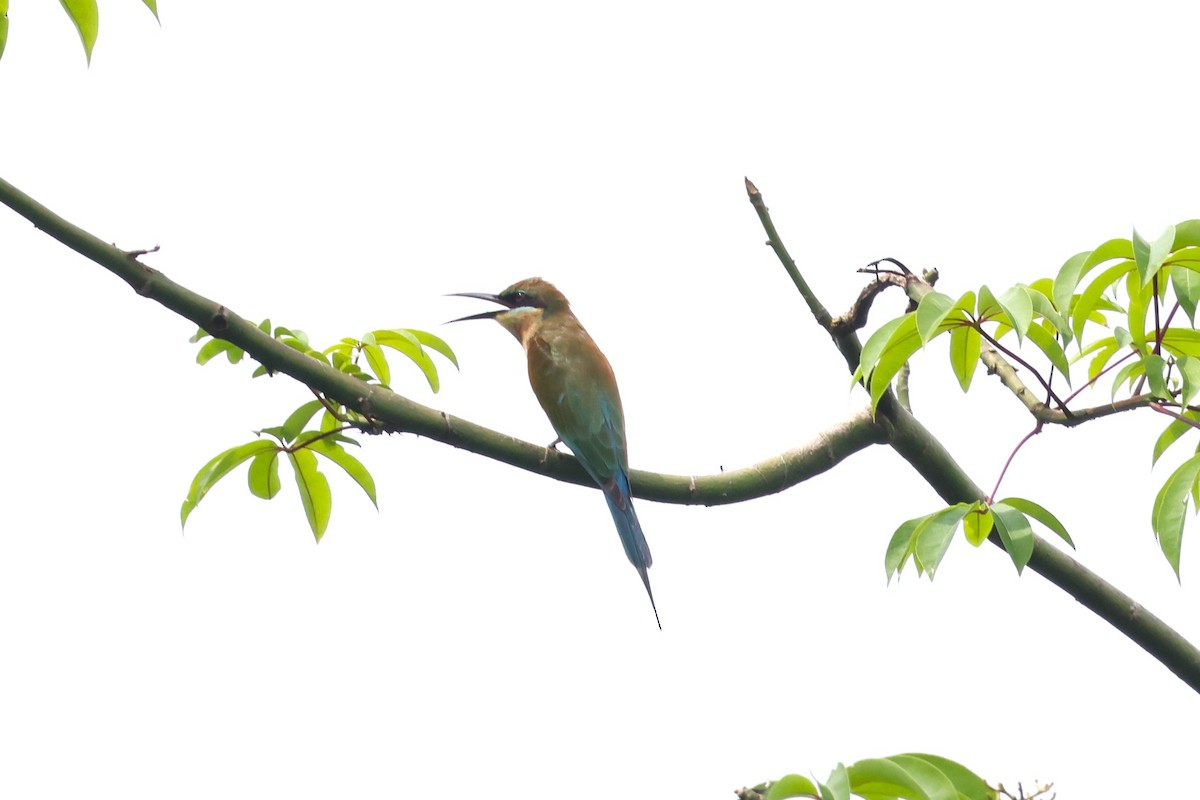 Blue-tailed Bee-eater - ML624576725