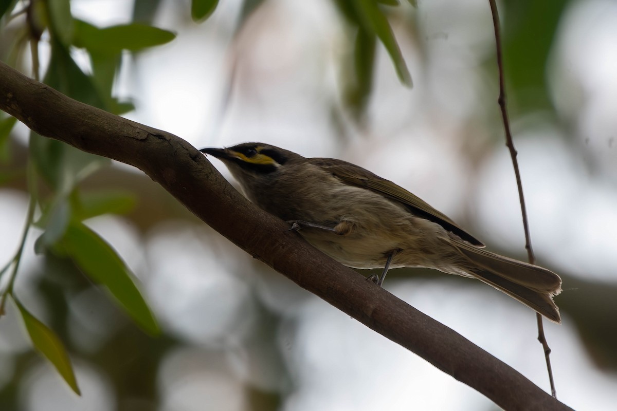 Yellow-faced Honeyeater - Gordon Arthur