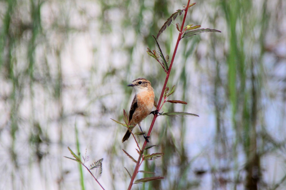 Amur Stonechat - ML624576728