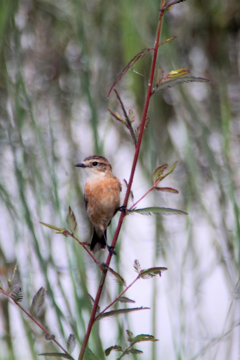 Amur Stonechat - ML624576729