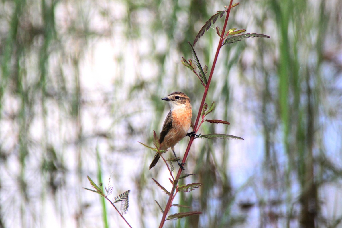 Amur Stonechat - ML624576730