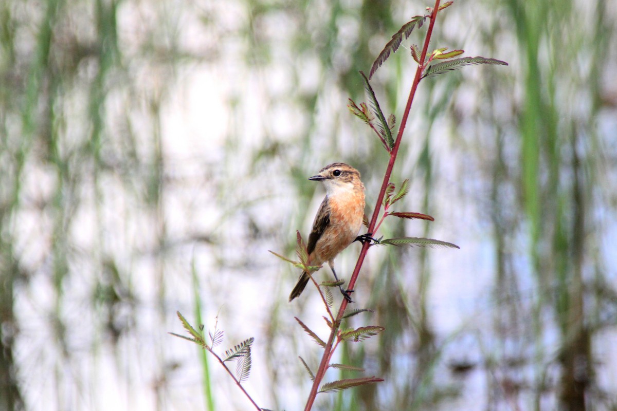 Amur Stonechat - ML624576732