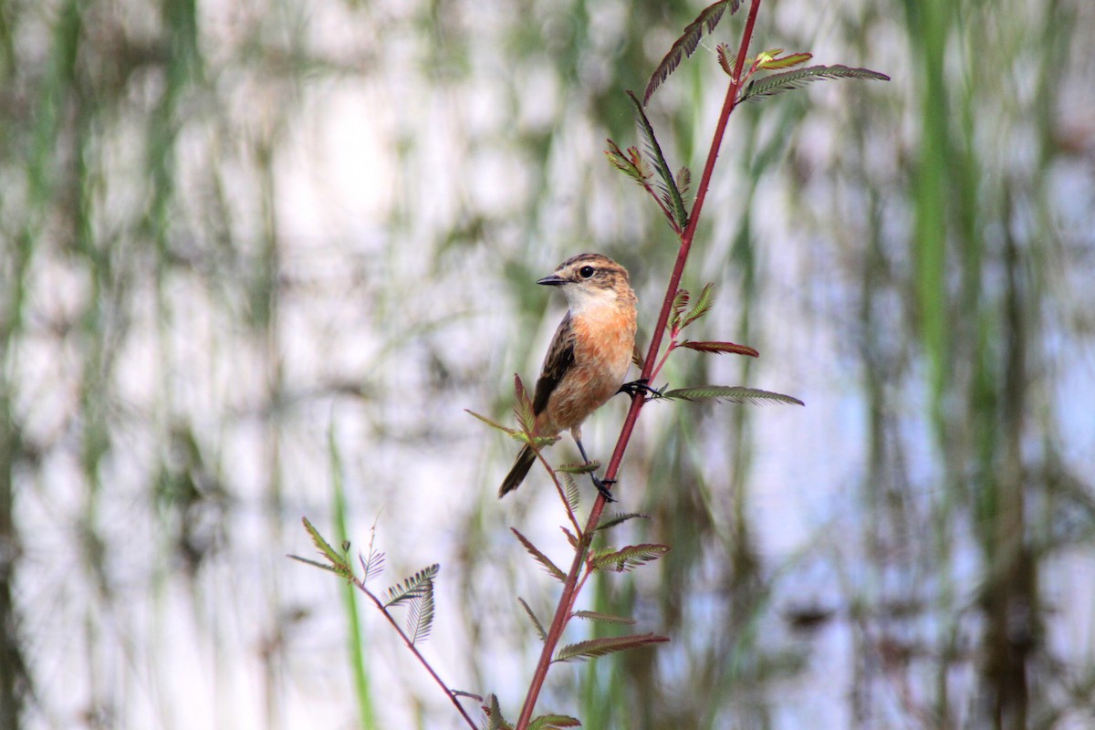 Amur Stonechat - ML624576733