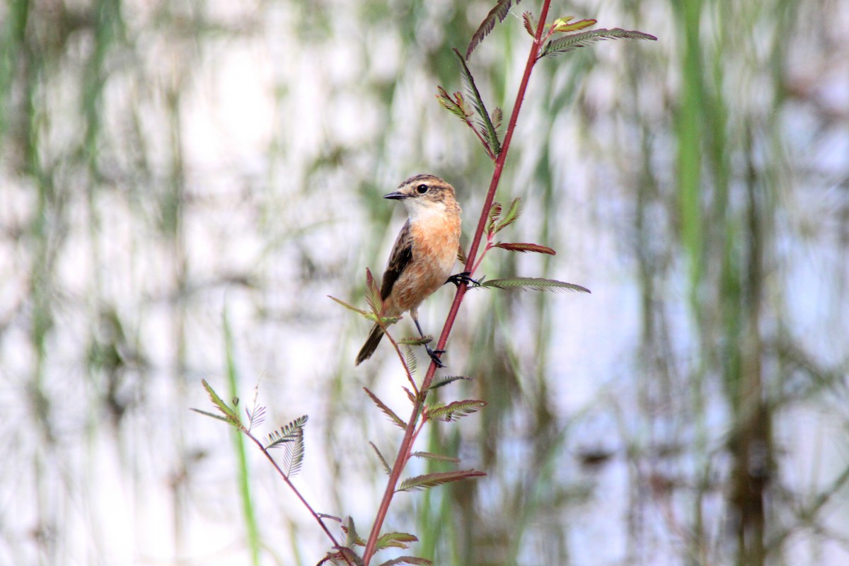 Amur Stonechat - ML624576734