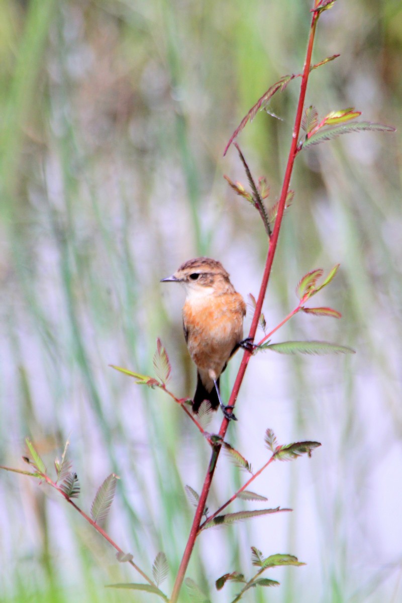 Amur Stonechat - ML624576735