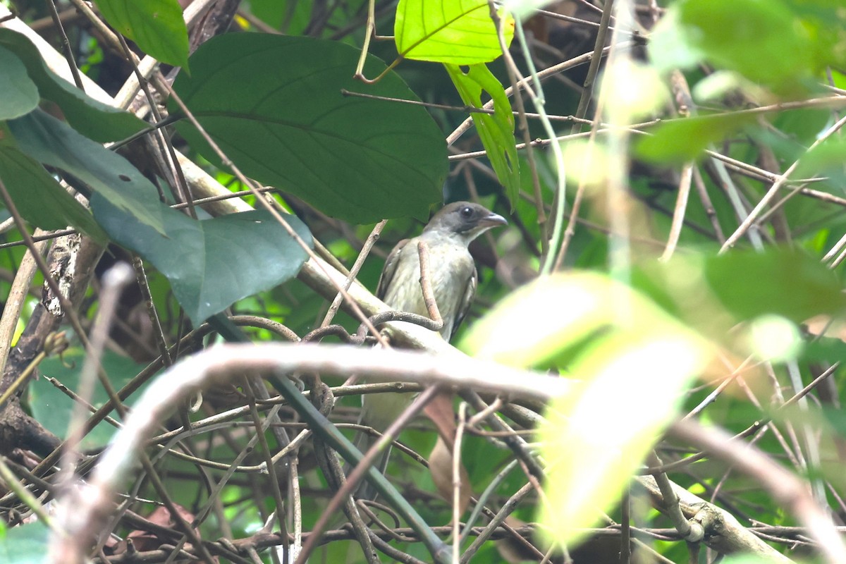 Malaysian Honeyguide - ML624576736