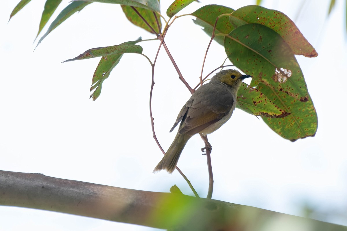 White-plumed Honeyeater - ML624576738