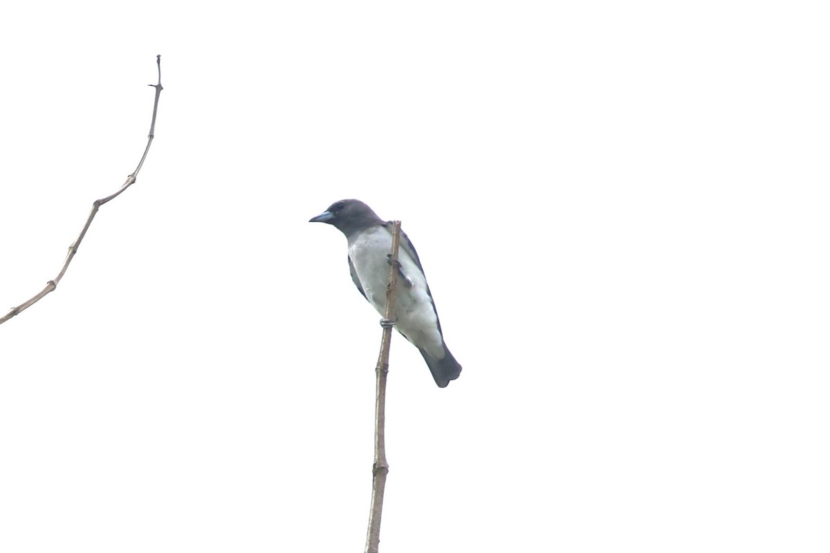 White-breasted Woodswallow - ML624576742