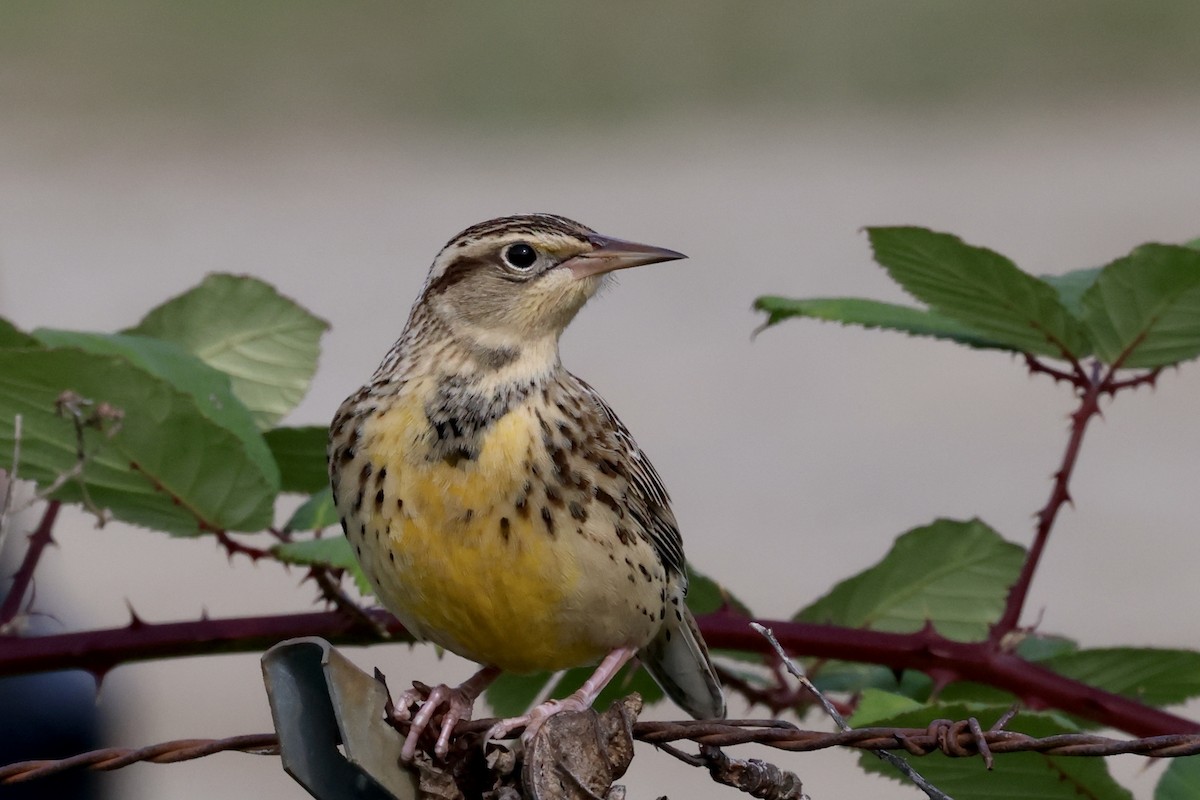 Western Meadowlark - ML624576748