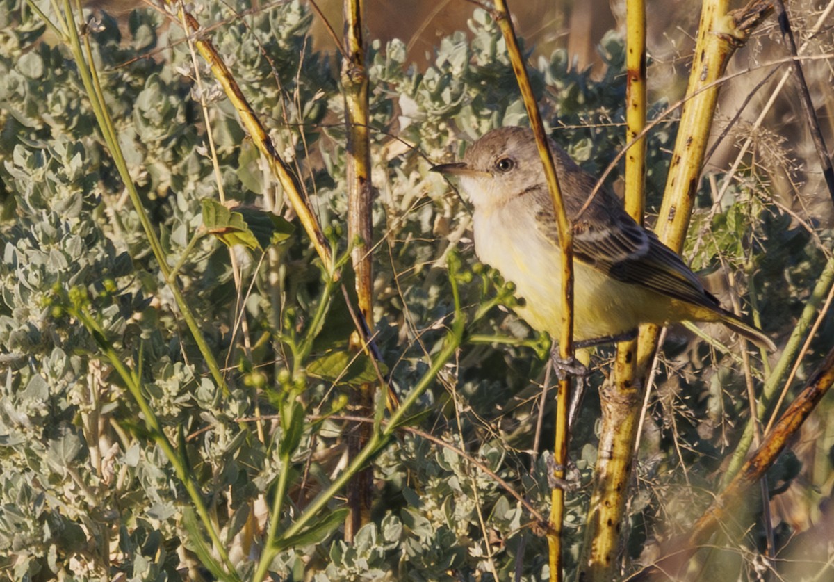 Yellow Chat - ML624576755