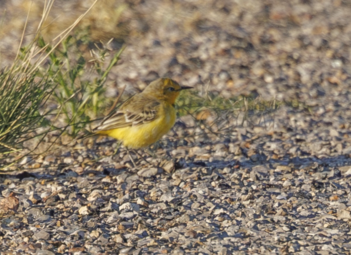 Yellow Chat - ML624576757