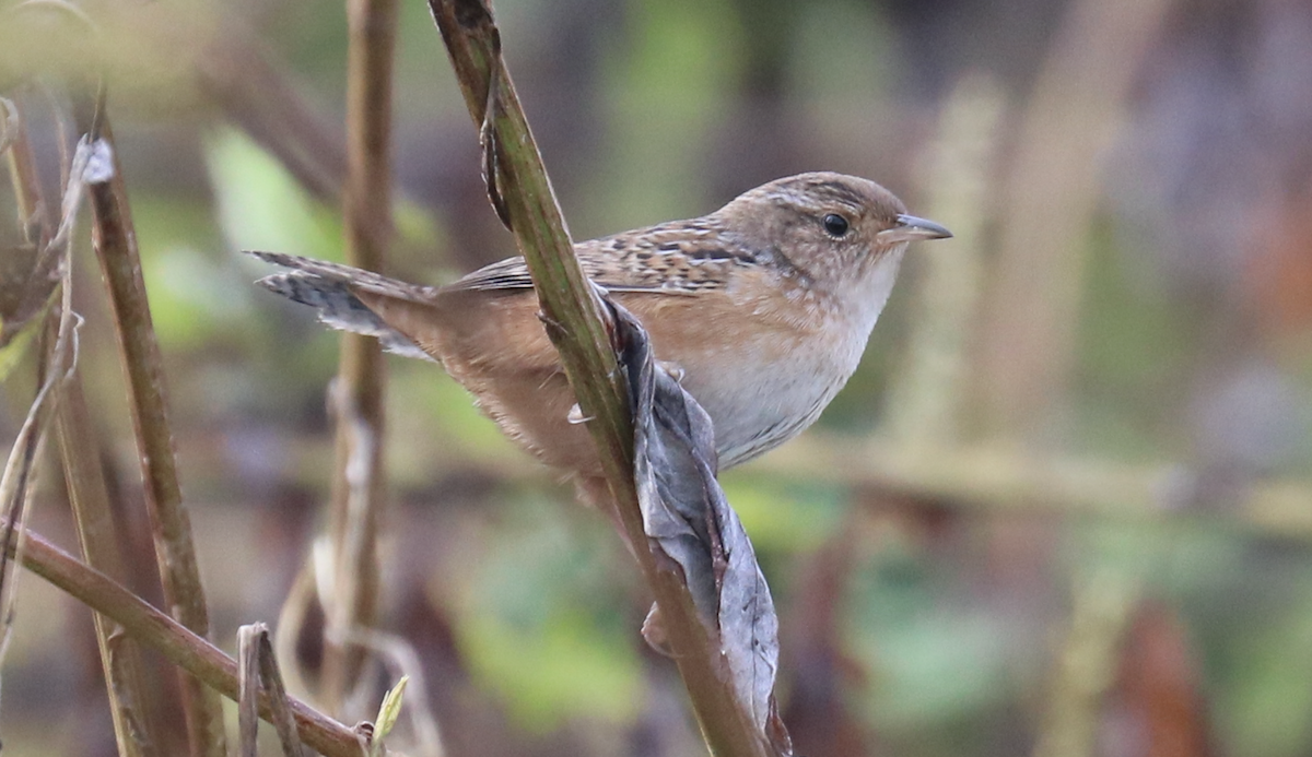 Sedge Wren - ML624576759