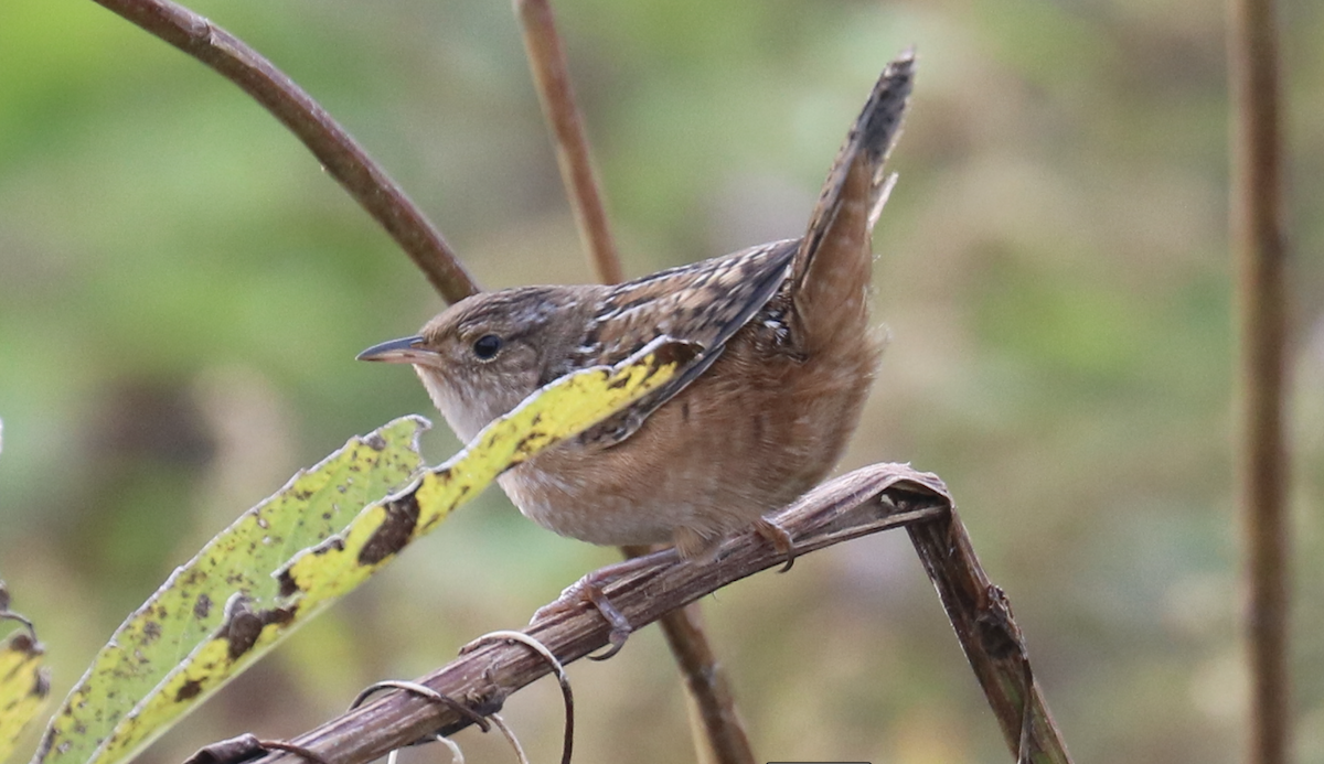 Sedge Wren - ML624576760