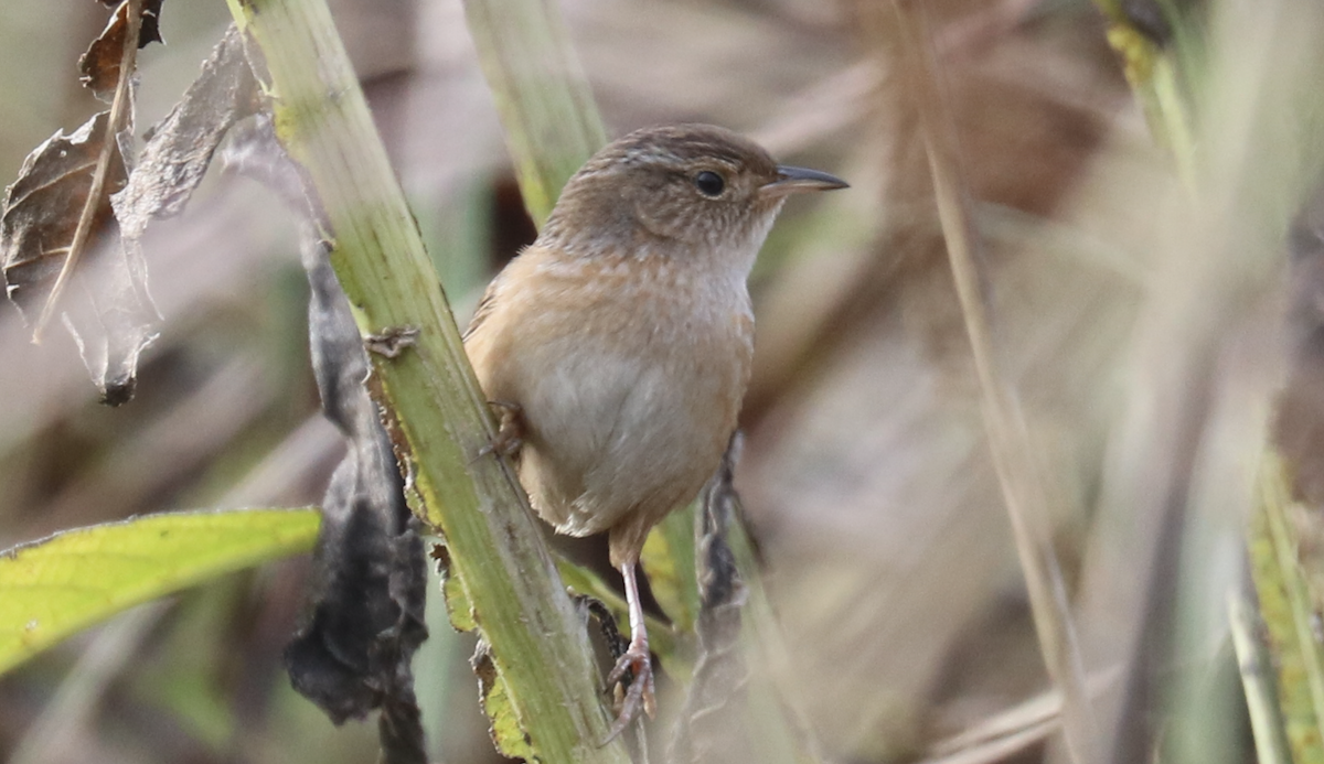 Sedge Wren - ML624576761