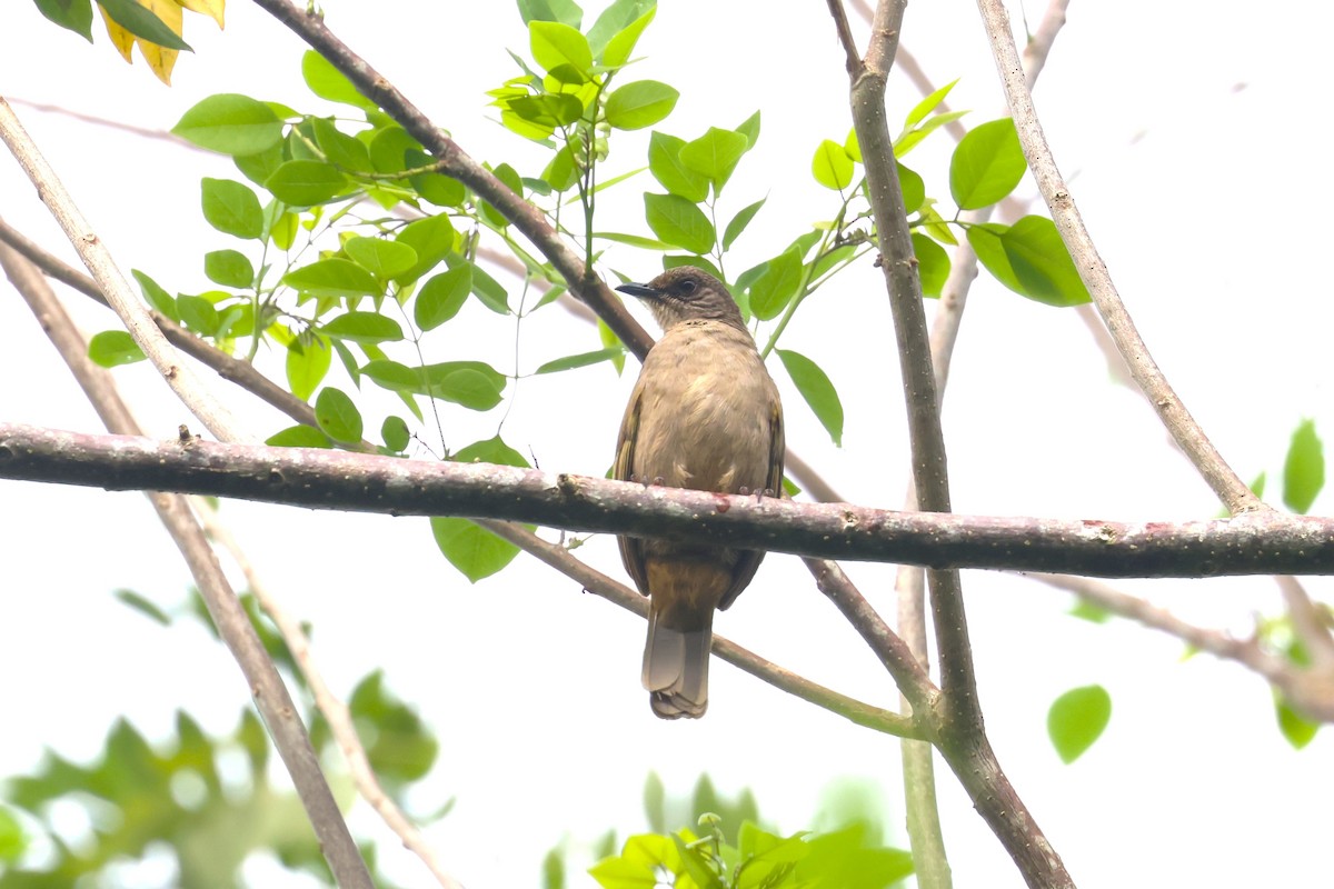 Olive-winged Bulbul (Olive-winged) - ML624576762